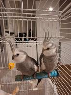 Tamme valkparkieten, Dieren en Toebehoren, Vogels | Parkieten en Papegaaien, Mannelijk, Parkiet, Tam