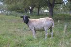 Dorper ooi, Dieren en Toebehoren, Vrouwelijk, Schaap