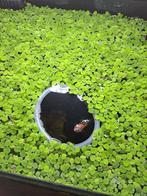 Salvinia Natans | Vlotvaren | aquarium plant, Dieren en Toebehoren, Vissen | Aquaria en Toebehoren, Ophalen, Nieuw, Plant(en), Steen of Hout