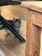 Brits korthaar x Siberische boskat, Nog 2 beschikbaar, Dieren en Toebehoren, Katten en Kittens | Raskatten | Langhaar, Meerdere dieren