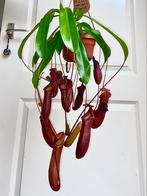 XXL vlees etende nepenthes plant, super veel bekers!!!, Huis en Inrichting, Kamerplanten, Ophalen of Verzenden, Overige soorten