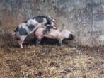 Pietrian x landvarken dekbeer, Dieren en Toebehoren, Mannelijk, Varken