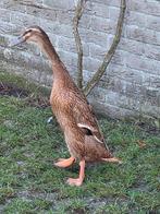 Indische loopeenden raszuiver, Dieren en Toebehoren, Meerdere dieren, Eend