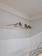 Barmsijs, Meerdere dieren