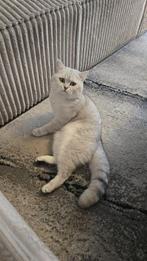 Exclusieve Britse Korthaar DEKKATER – bewezen mooie kittens, Dieren en Toebehoren, Katten en Kittens | Dekkaters, 3 tot 5 jaar