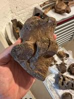 Wolharige neushoorn calcaneus, Verzamelen, Mineralen en Fossielen, Ophalen of Verzenden, Fossiel