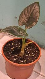 Alocasia antoro velvet, Huis en Inrichting, Ophalen of Verzenden, Halfschaduw, Minder dan 100 cm