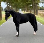 Verkocht, Dieren en Toebehoren, Pony's, Merrie, Gechipt, Niet van toepassing, 11 jaar of ouder