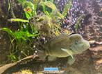 Steatocranus casuarius, Dieren en Toebehoren, Vissen | Aquariumvissen, Vis, Zoetwatervis
