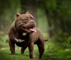 American Bully Dekreu, Dieren en Toebehoren, Rabiës (hondsdolheid), Reu, 1 tot 2 jaar, Eén hond