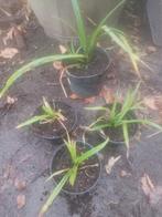 Aardamandel / Tijgernoot - Knolcyperus, Ophalen, Eenjarig, Groenteplanten, Volle zon