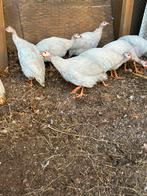 Parelhoenders, Dieren en Toebehoren, Meerdere dieren, Overige soorten