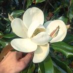 Magnolia grandiflora Bracken's Brown Beauty / Nieuw ‼️‼️, In pot, Zomer, Volle zon, 400 cm of meer