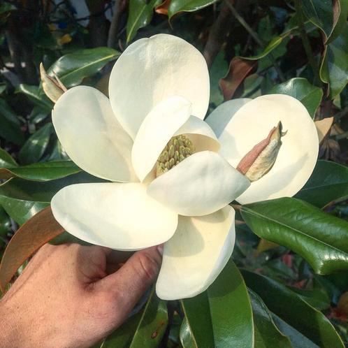 Magnolia grandiflora Bracken's Brown Beauty / Nieuw ‼️‼️, Tuin en Terras, Planten | Bomen, Bolboom, 400 cm of meer, Volle zon