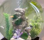 Biorb aquarium rond; 60 liter met pomp en verwarming, Dieren en Toebehoren, Vissen | Aquaria en Toebehoren, Ophalen, Leeg aquarium