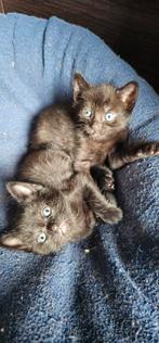 Kittens ter adoptie afgegeven, Geslacht onbekend