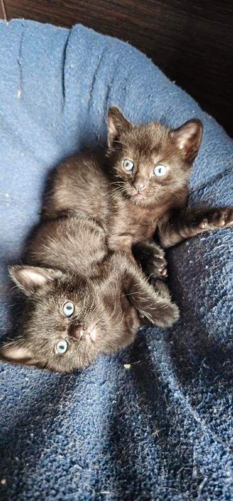2 Kittens  ter adoptie afgegeven, Dieren en Toebehoren, Katten en Kittens | Raskatten | Korthaar, Geslacht onbekend