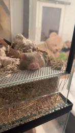 Baby Goudhamsters, Dieren en Toebehoren, Knaagdieren, Hamster, December, Meerdere dieren, Tam