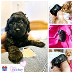 Prachtige toypoedel toy poedel / reutje, Dieren en Toebehoren, Honden | Chihuahua's en Gezelschapshonden, Poedel, Reu, 8 tot 15 weken