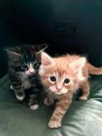 4 Maine coons kitten katertjes, Dieren en Toebehoren, Katten en Kittens | Raskatten | Langhaar, Kater