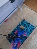 Aquarium, Dieren en Toebehoren, Vissen | Aquaria en Toebehoren, Ophalen, Zo goed als nieuw, Leeg aquarium