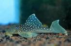 L-Nummers: L128 Hemiancistrus sp., Vis, Zoetwatervis