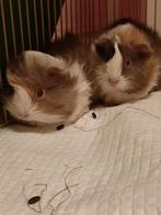 2 zeugjes te koop, Dieren en Toebehoren, Knaagdieren, Cavia, Vrouwelijk, Tam, Oktober