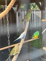 Roodrugparkiet, Dieren en Toebehoren, Vogels | Parkieten en Papegaaien, Meerdere dieren, Parkiet