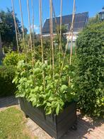 Bonen haag plantenbakken kweek uw bonen bio zelf, Tuin en Terras, Planten | Tuinplanten, Ophalen of Verzenden, Zomer, Volle zon