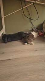 2 lieve konijntjes, Dieren en Toebehoren, Konijnen, Meerdere dieren