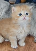 Neva Masquerade & Siberische boskat kitten met stamboom, Dieren en Toebehoren, Meerdere dieren, Gechipt, 0 tot 2 jaar