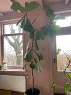 Grote Tabaksplant - Meer dan 250cm - Goede Staat, 200 cm of meer, Overige soorten, In pot, Groene kamerplant