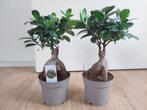 Ficus Microcarpa Ginseng - Chinese Vijg H: 35 cm., Ophalen, Ficus, Halfschaduw, Minder dan 100 cm