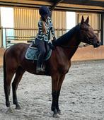 Super springpaard te koop!, Springpaard, Gechipt, Ruin, 170 tot 175 cm