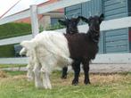 Wallische geitjes, Dieren en Toebehoren, Schapen, Geiten en Varkens, Vrouwelijk, Geit, 0 tot 2 jaar