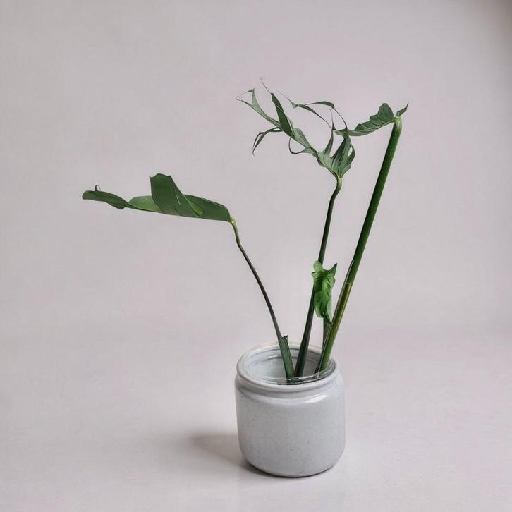 Rare Monstera Unniiae, Huis en Inrichting, Kamerplanten, Minder dan 100 cm, Halfschaduw, Ophalen