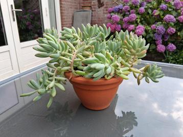 Pachyphytum  binnen of buiten beschikbaar voor biedingen