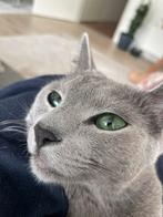 Russische Blauwe kater, Dieren en Toebehoren, Katten en Kittens | Raskatten | Korthaar, Kater, Gechipt