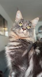 Russische Maine coon Dekkater (niet te koop), 0 tot 2 jaar