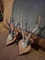 Ree Reebok geweitjes jachttrofee, Verzamelen, Dierenverzamelingen, Ophalen of Verzenden, Gebruikt, Overige soorten, Gewei of Kop