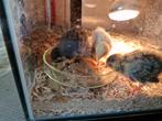 Chinees  dwerg kwartel  jonge, Dieren en Toebehoren, Tropenvogel