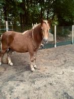 Verzorger gezocht, Dieren en Toebehoren, Paarden en Pony's | Overige Paardenspullen, Ophalen of Verzenden, Nieuw, Overige soorten