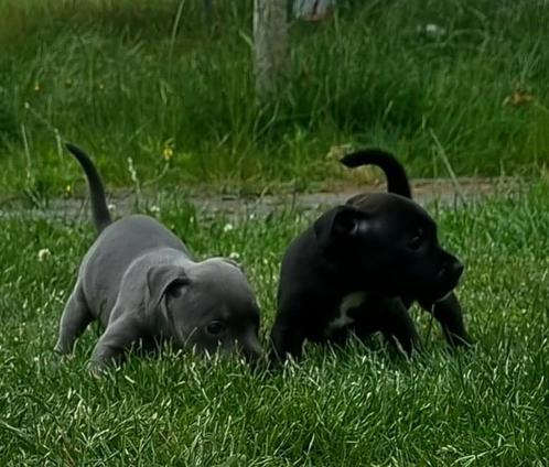 Engelse Stafford puppy's met stamboom. Nog 2 reutjes over!!!, Dieren en Toebehoren, Honden | Bulldogs, Pinschers en Molossers