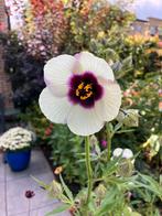 Hibiscus Hennestokroos zaden, Ophalen of Verzenden, Volle zon