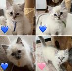 Ragdoll kittens met stamboom, poesje en katers, Meerdere dieren, Met stamboom