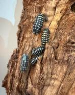 Armadillidium maculatum “Zebra”, Overige soorten
