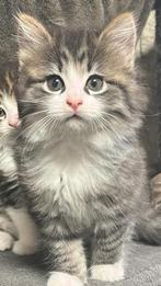 Maine Coon kittens klaar voor vertrek, Meerdere dieren, Ingeënt