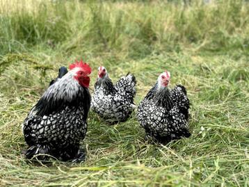 Cochin kriel kippen verschillende kleuren, gesekst + ingeënt beschikbaar voor biedingen