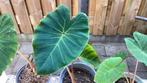 Colacasia, Tuin en Terras, Planten | Tuinplanten, Vaste plant, Halfschaduw, Zomer, Ophalen