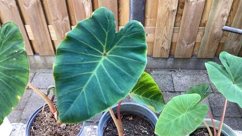Colacasia, Tuin en Terras, Planten | Tuinplanten, Vaste plant, Overige soorten, Halfschaduw, Zomer, Ophalen